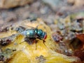 macro shot, a  Chrysomya megacephala green flies swarming fruit litter Royalty Free Stock Photo