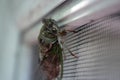 Live Cicada on Screen Door