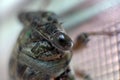 Macro View of Cicada`s Eye