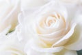 Macro shot of clean white roses blooming softly, peacefully, and vibrantly. Nature\'s background image conveys pure love.