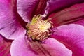 Macro shot of Clemantis flower