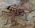 Macro shot of a cleridae insect on a brown leaf surface Royalty Free Stock Photo