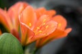 Macro shot of Clivia flowers Royalty Free Stock Photo