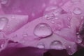 Macro shot close-up rainwater droplets on the pink flower