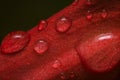 Macro shot close-up rainwater droplets on red passion flower, passiflora racemose