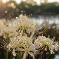 Dew-Covered Spider Lilies in Swamp