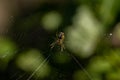 Macro shot of cobweb texture with spider in center. Arachnid hunter weaving a silk web trap. Detailed view of spiderwebs