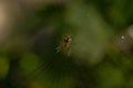 Macro shot of cobweb texture with spider in center. Arachnid hunter weaving a silk web trap. Detailed view of spiderwebs