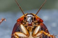 macro shot of cockroach antennae twitching