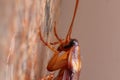 Macro shot of cockroach on the granite stone