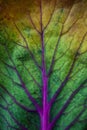 Macro shot of colorful faded leaf of ornamental cabbage shallow dof