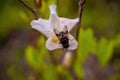 A macro shot of a colorful fly on white tulip flower against blurry background Royalty Free Stock Photo