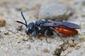 Macro shot of a colorful red parasite cuckoo bee on the ground Royalty Free Stock Photo