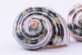 Macro shot of a colorful sea snail Royalty Free Stock Photo