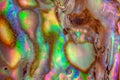 Macro shot of colorful surface texture of abalone shell Royalty Free Stock Photo