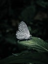 Macro shot of a colorful Tiny grass blue perched on a green leaf against a dark background