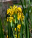 Macro shot of a colorful wild yellow flag iris Royalty Free Stock Photo