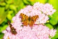 Macro shot of a comma butterfly (Polygonia c-album) on a pink flower against a green background Royalty Free Stock Photo