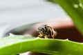 Macro shot of Common Aerial Yellowjacket (Dolichovespula Arenaria)