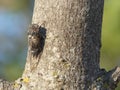 Macro shot of a common cicada on the surface of a tree against a blurred background