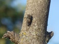 Macro shot of a common cicada on the surface of a tree against a blurred background