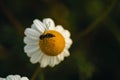 Macro shot of a common daisy (Bellis perennis) with an insect on it against a blurred background Royalty Free Stock Photo