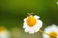 Macro shot of a common daisy (Bellis perennis) with an insect on it against a blurred background Royalty Free Stock Photo