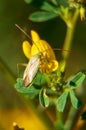 Common Damsel Bug