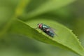 Macro shot of a Common green bottle fly lying on green leaf with blur background Royalty Free Stock Photo