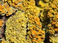 Macro shot of the common orange lichen (Xanthoria parietina) Royalty Free Stock Photo