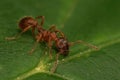 Macro shot of common red ant on green leaf Royalty Free Stock Photo