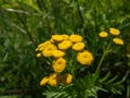 Common tansy, bitter buttons, cow bitter or golden buttons (Tanacetum vulgare) flowering with yellow, button-like