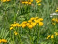 Common tansy, bitter buttons, cow bitter or golden buttons (Tanacetum vulgare) flowering with yellow, button-like