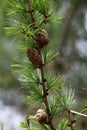 Macro shot of conifer branch with cones
