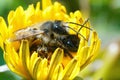 Macro shot of copulation of the red mason bee in a dandelion