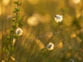 Macro shot of cotton grass in the sunset light. Nature background Royalty Free Stock Photo