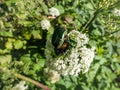 Macro shot of a couple of metallic rose chafers or the green rose chafers (Cetonia aurata) covered with pollen