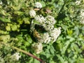 Metallic rose chafers or the green rose chafers (Cetonia aurata) covered with pollen crawling on a white