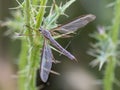 Macro shot of a Crane fly from the insect family Tipulidae