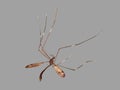 Macro shot of a crane fly (daddy-long-legs) against a gray background Royalty Free Stock Photo