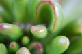 Macro shot of Crassula Ovata (Gollum Jade Royalty Free Stock Photo