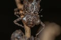 Macro shot of a creepy insect on a branch