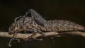 Macro shot of a creepy insect on a branch