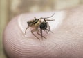 Macro shot of a cricket caught by a tiny spider on a person's finger Royalty Free Stock Photo