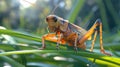 Macro shot of cricket on grass, highlighting antennae and hind legs in miki asai style Royalty Free Stock Photo