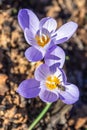 Macro shot of crocus pulchellus or hairy crocus early spring purple flower, yellow bee Royalty Free Stock Photo