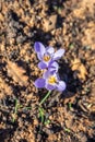 Macro shot of crocus pulchellus or hairy crocus early spring purple flower, yellow bee Royalty Free Stock Photo