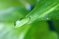 Macro Shot Of Crystal Clear Water Droplet On The Bright Green Leaf, With Selective Focus