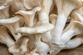 Macro shot of cultivated king oyster mushroom