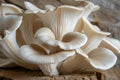 Macro shot of cultivated king oyster mushroom